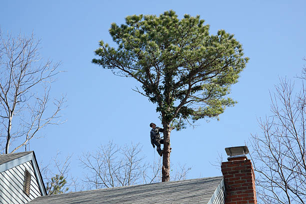 Tree and Shrub Care in Sabina, OH